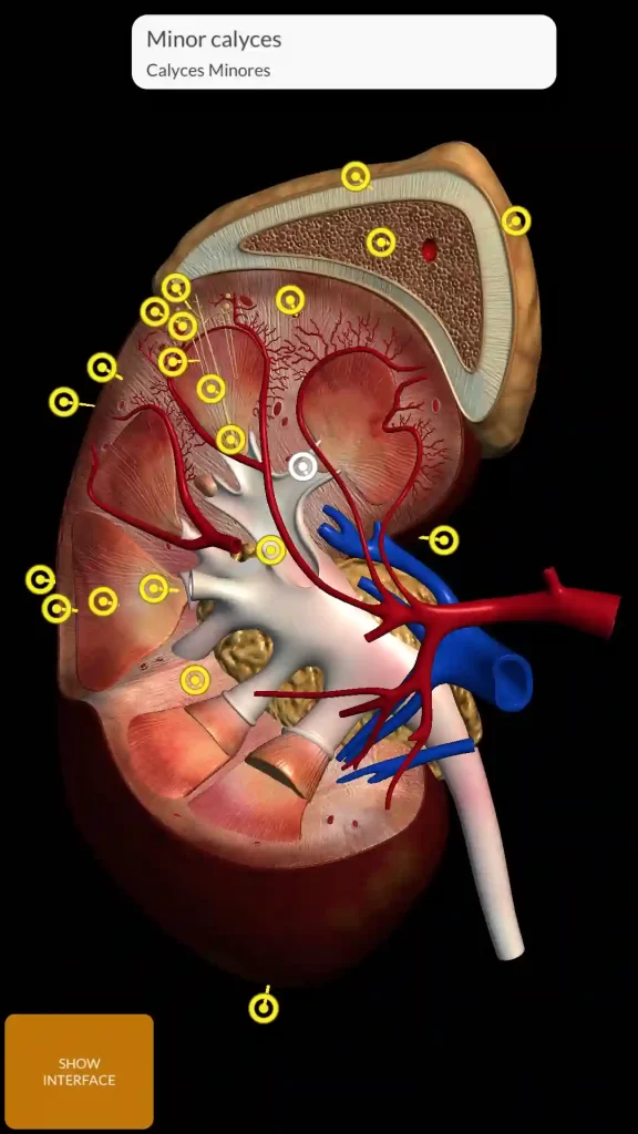 Anatomy 3D Atlas Mod Apk No Ads