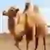 The Camel Apk Icon