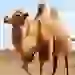 The Camel Apk Icon